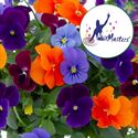 Afbeelding van Viola P12 Cornuta Trio Warsaw
